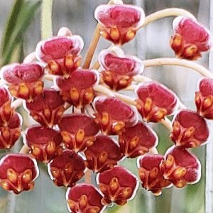 Hoya leytensis flower pink color (large)