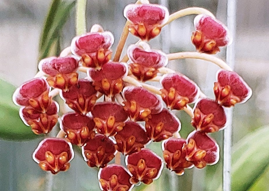 Hoya leytensis flower pink color (large)