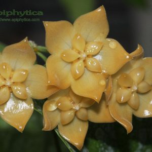 Hoya linusii ((large))