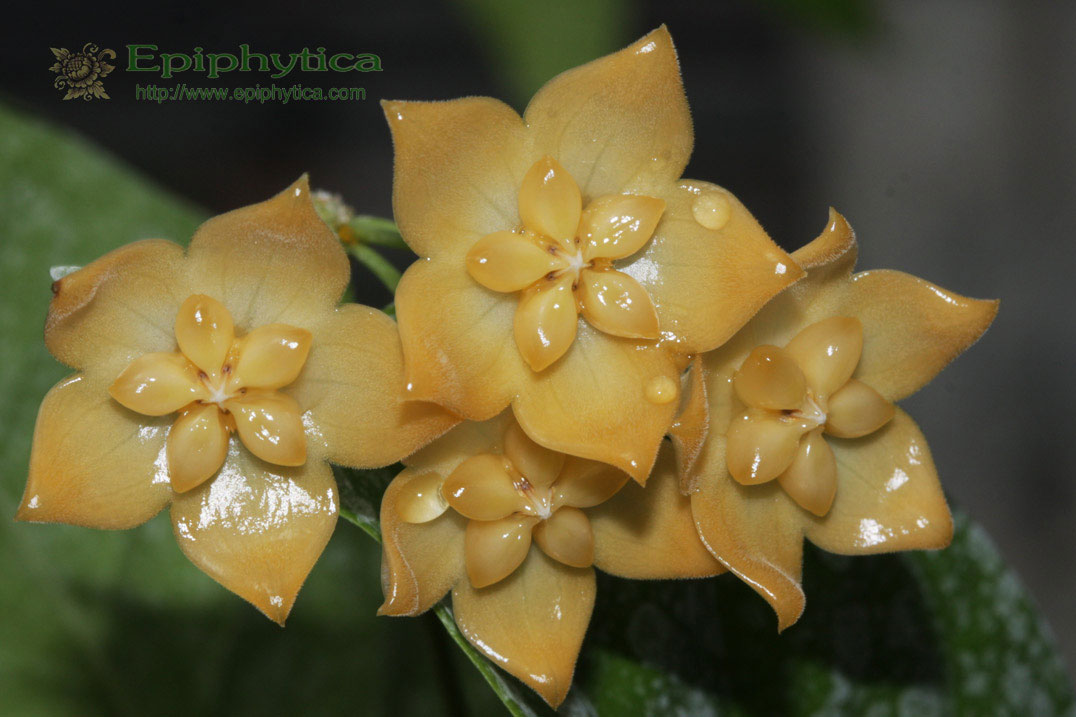 Hoya linusii ((large))