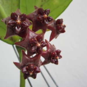Hoya lobbii dark red ( rooted cutting )