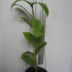 Hoya lobbi flower pink color (large)