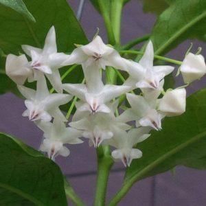 Hoya lockii ( rooted cutting )