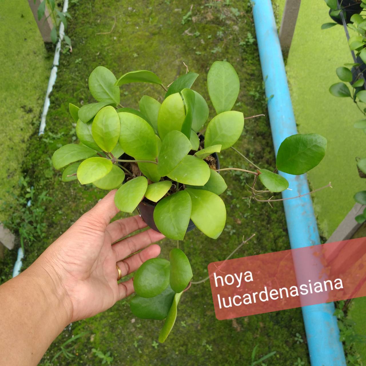 Hoya lucardasiana  (rooted cutting)