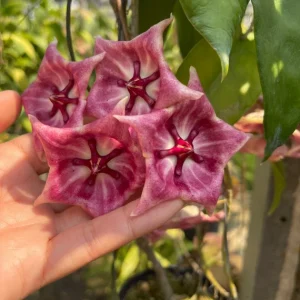 Hoya kaimuki (Hoya macgillivrayi X Hoya archboldiana) (large)