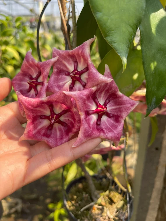 Hoya kaimuki (Hoya macgillivrayi X Hoya archboldiana) (large)