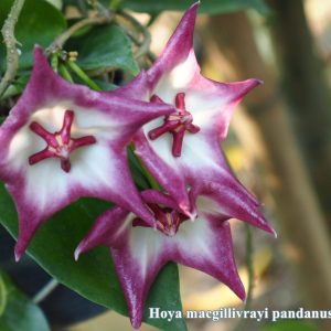 Hoya macgillivrayi Pandanus creek ( rooted cutting )