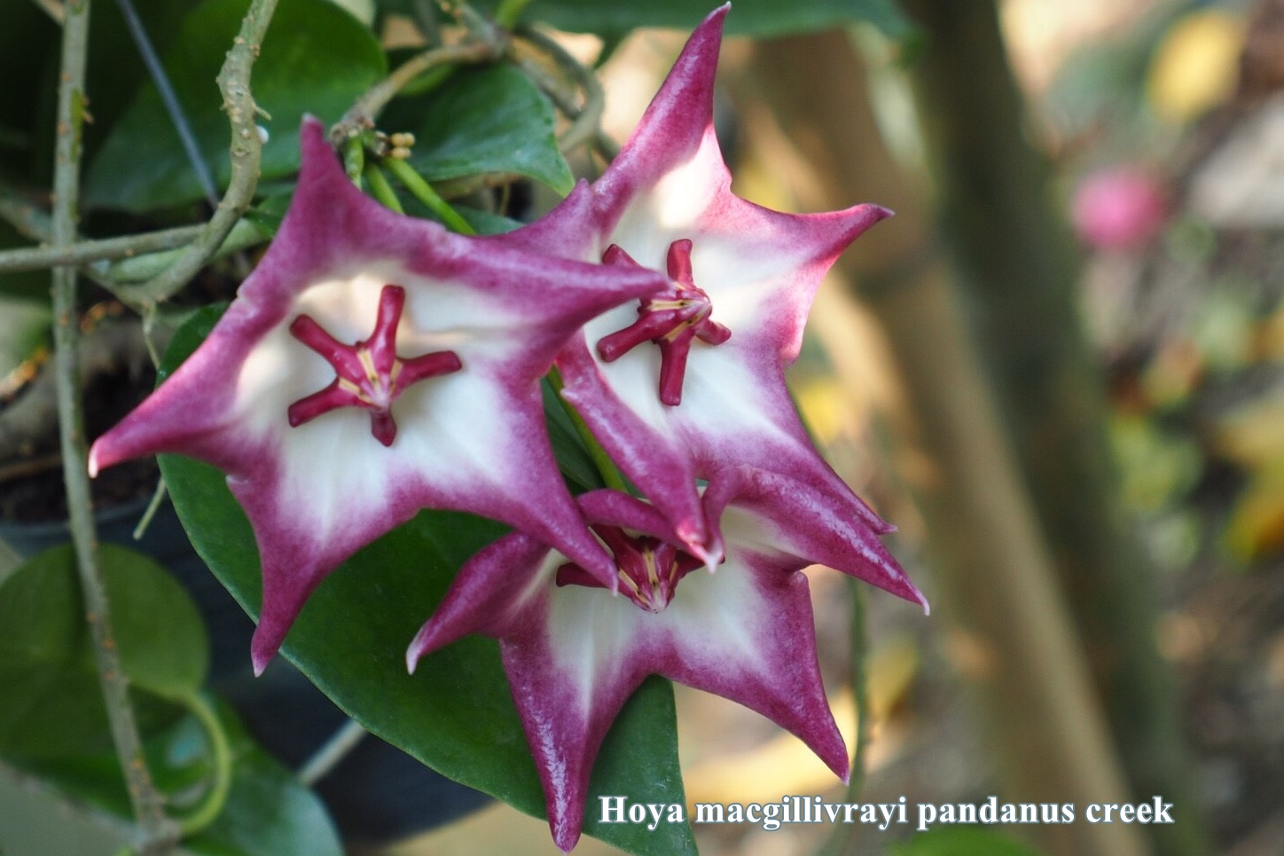 Hoya macgillivrayi Pandanus creek ( rooted cutting )