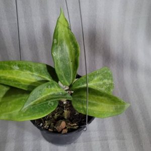 Hoya macrophylla baibua (large)