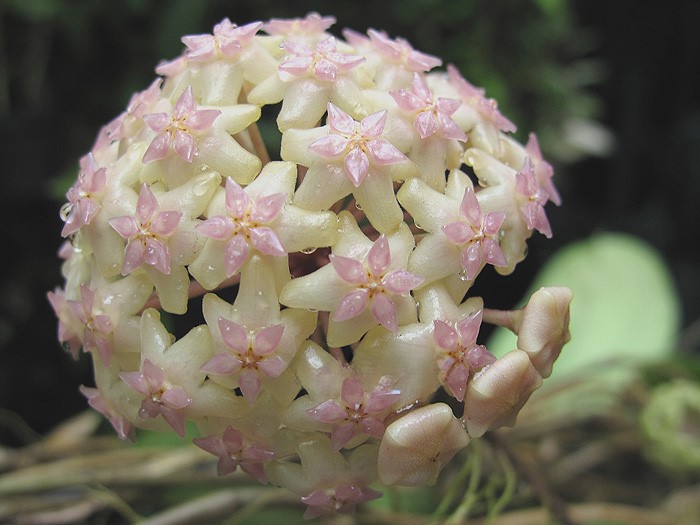 Hoya macrophylla varigated alittlebit red outside (large) - Image 2