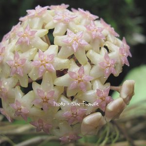 Hoya macrophylla ( rooted cutting )