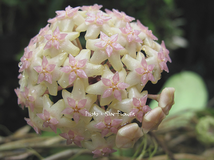Hoya macrophylla (large)