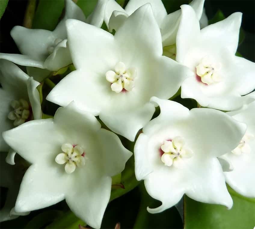 Hoya magnifica (sp. IPPS 0640-DSPAA354-244) (large)