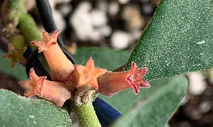 Hoya manipurensis (large) - Image 2