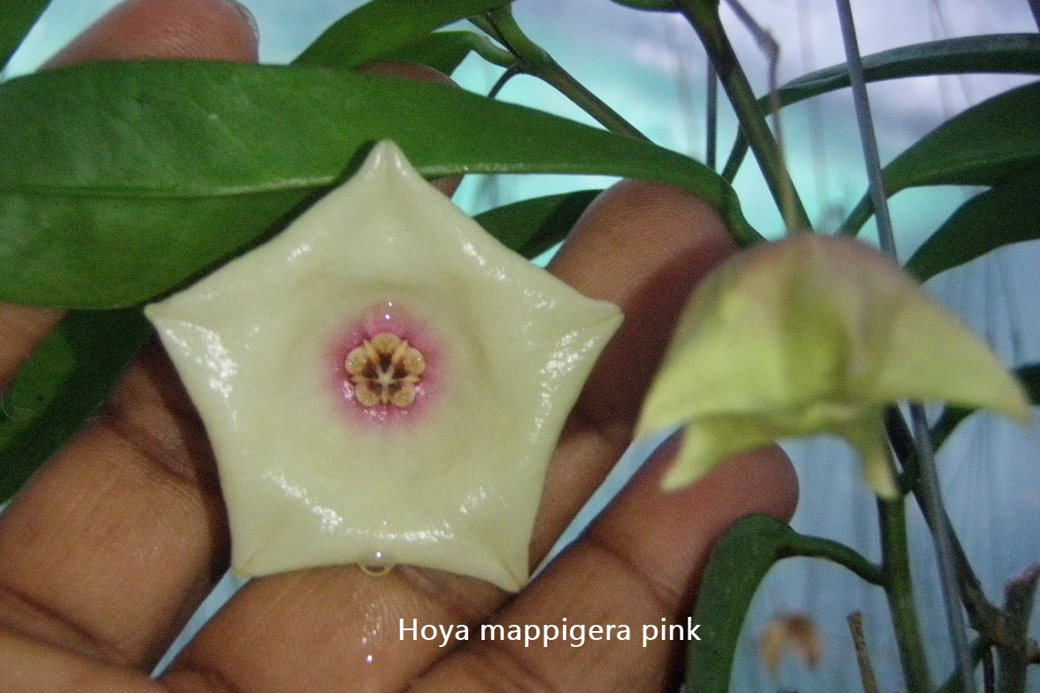 Hoya mappigera (large)