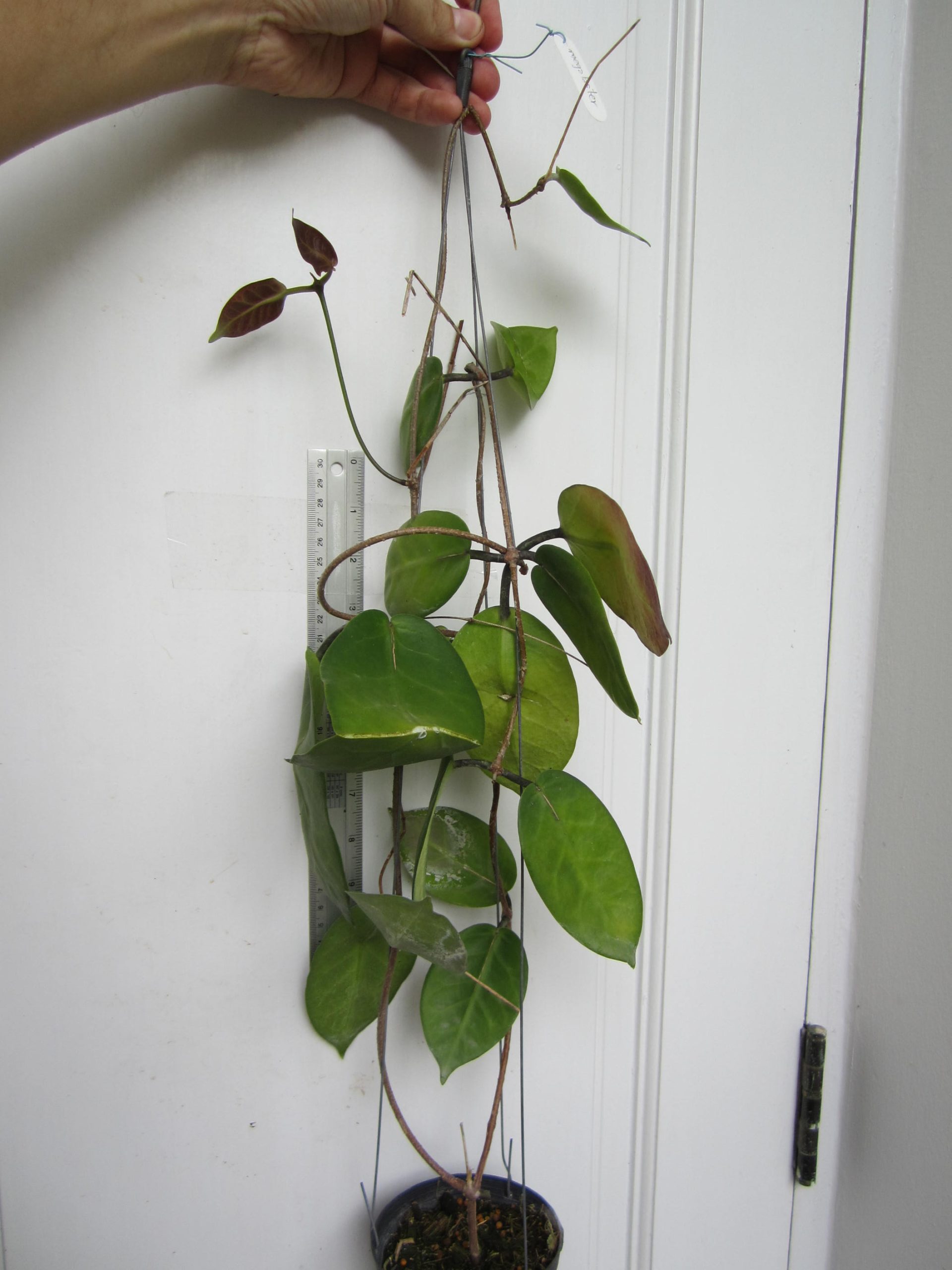Hoya megalaster ( rooted cutting ) - Image 2