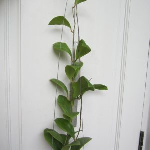 Hoya mindorensis UT042 (large)