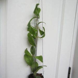 Hoya mindorensis pink (large)