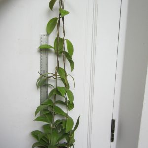 Hoya mindorensis red star(large)