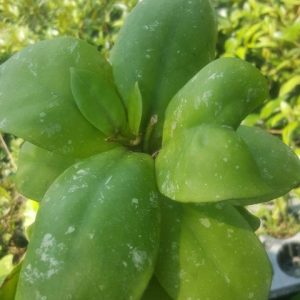 Hoya mitrata ( rooted cutting )