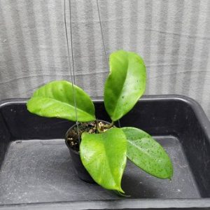 Hoya monettae (large)