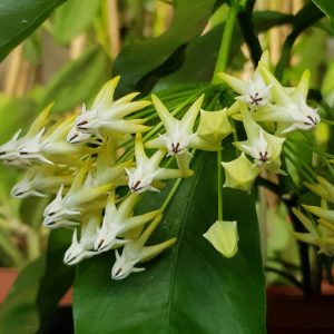Hoya multiflora ( rooted cutting )