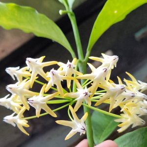 Hoya multiflora (large)