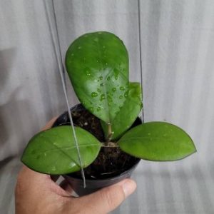 Hoya Nathalie (large)