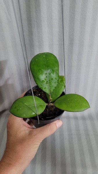 Hoya Nathalie (large)