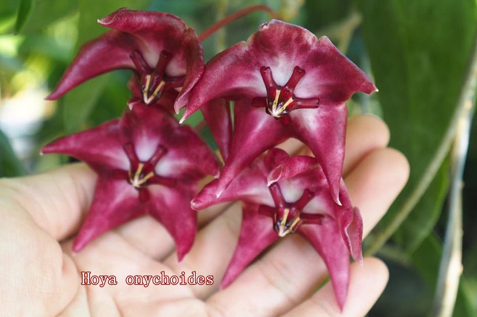 Hoya onychoides giant flower (large))