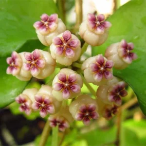 Hoya sp. aff. ovalifolia ( rooted cutting )