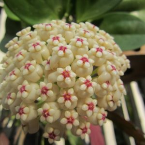 Hoya pachyclada ( rooted cutting )
