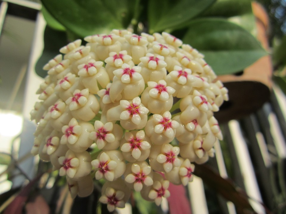 Hoya pachyclada ( rooted cutting )