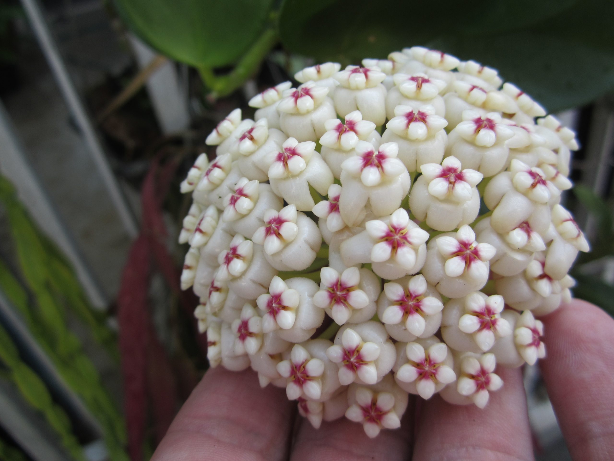 Hoya Subguintuplinervis Oval ( rooted cutting )