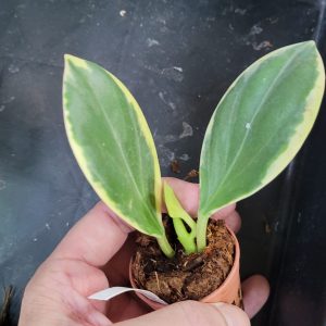 Hoya pachyclada Variegata 'New Moon' ( rooted cutting )