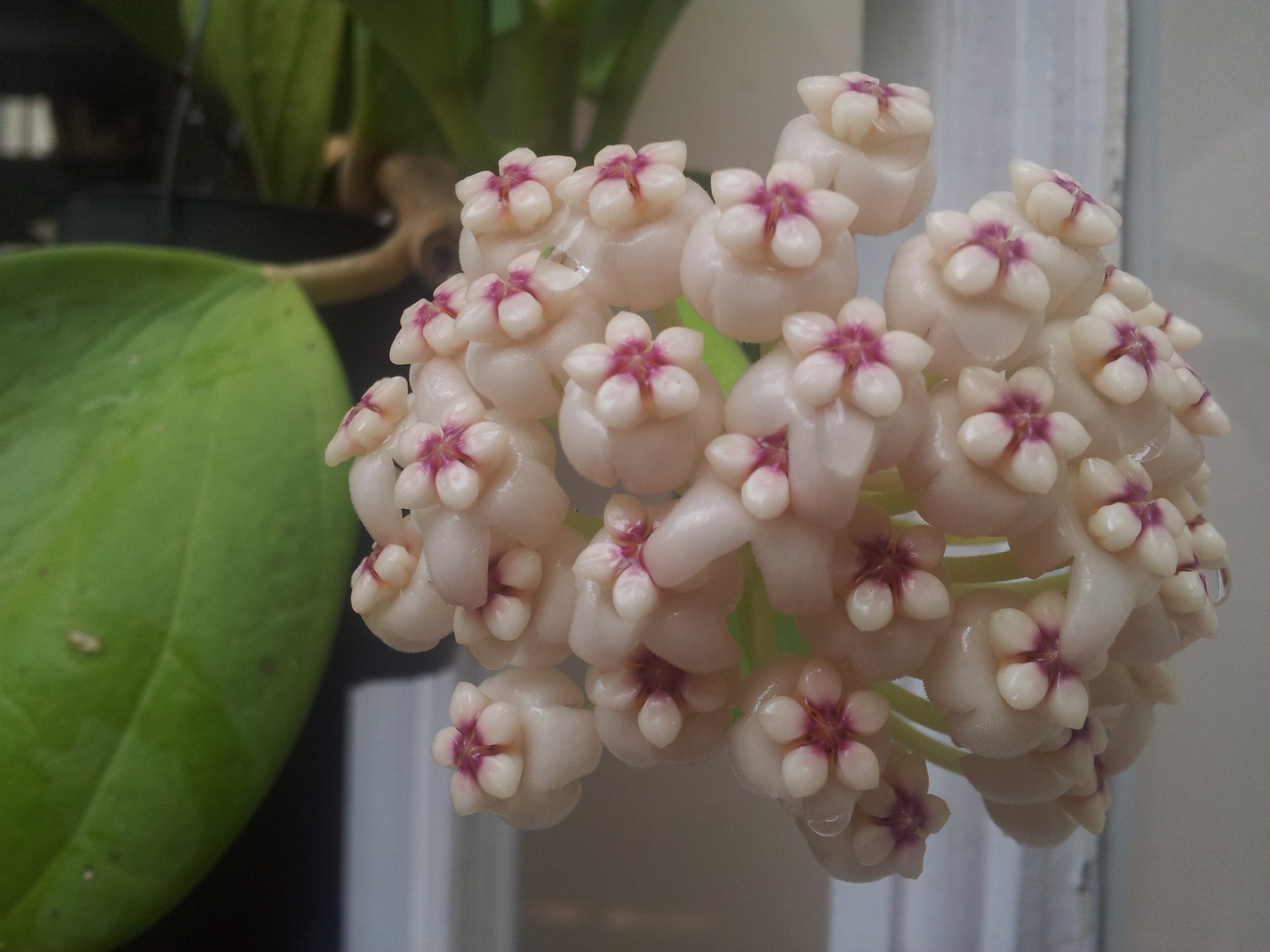 Hoya pachyclada ( rooted cutting ) - Image 2