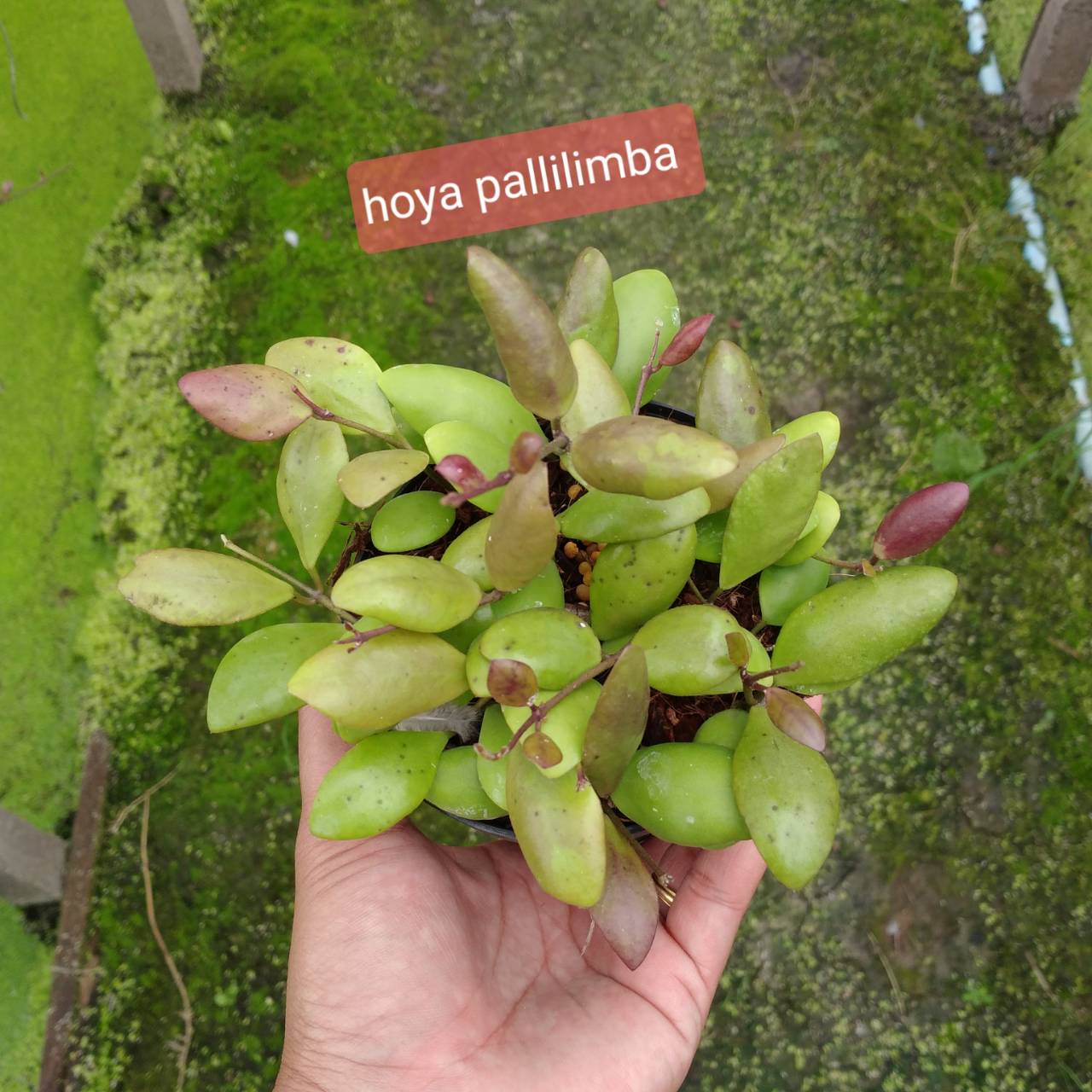 Hoya pallilimba (large)