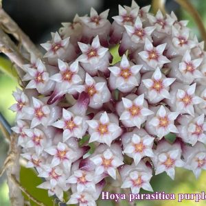 Hoya parasitica purple ( rooted cutting )