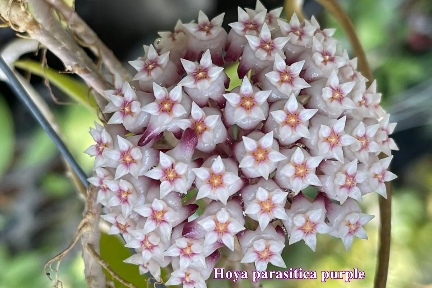 Hoya parasitica purple ( rooted cutting )
