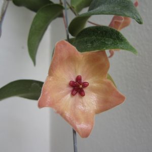 Hoya patella ( rooted cutting )