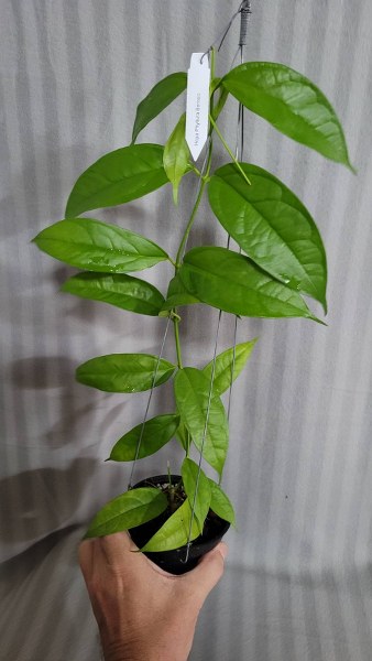 Hoya phyllura borneo (large)