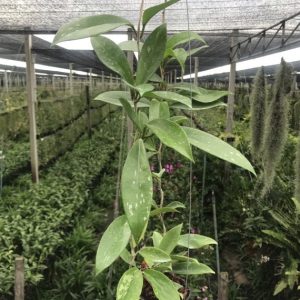 Hoya pubicalyx (large)