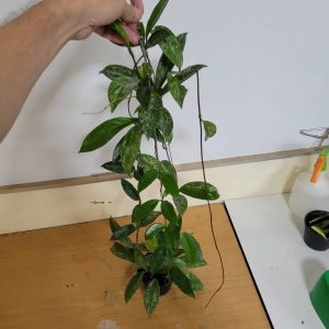 Hoya pubicalyx spot leaves (large)