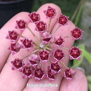 Hoya pubifera ( rooted cutting )