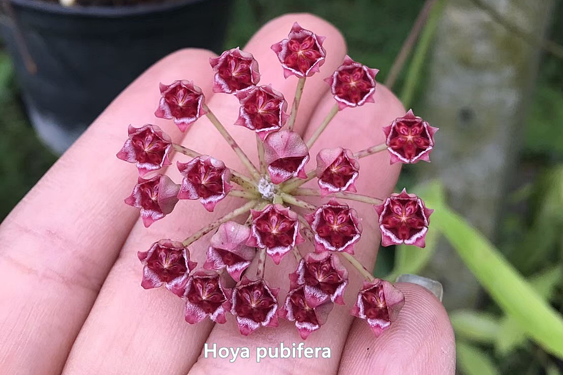 Hoya pubifera ( rooted cutting )