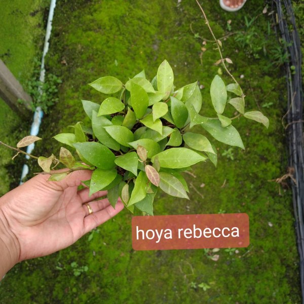 Hoya rebecca (large)