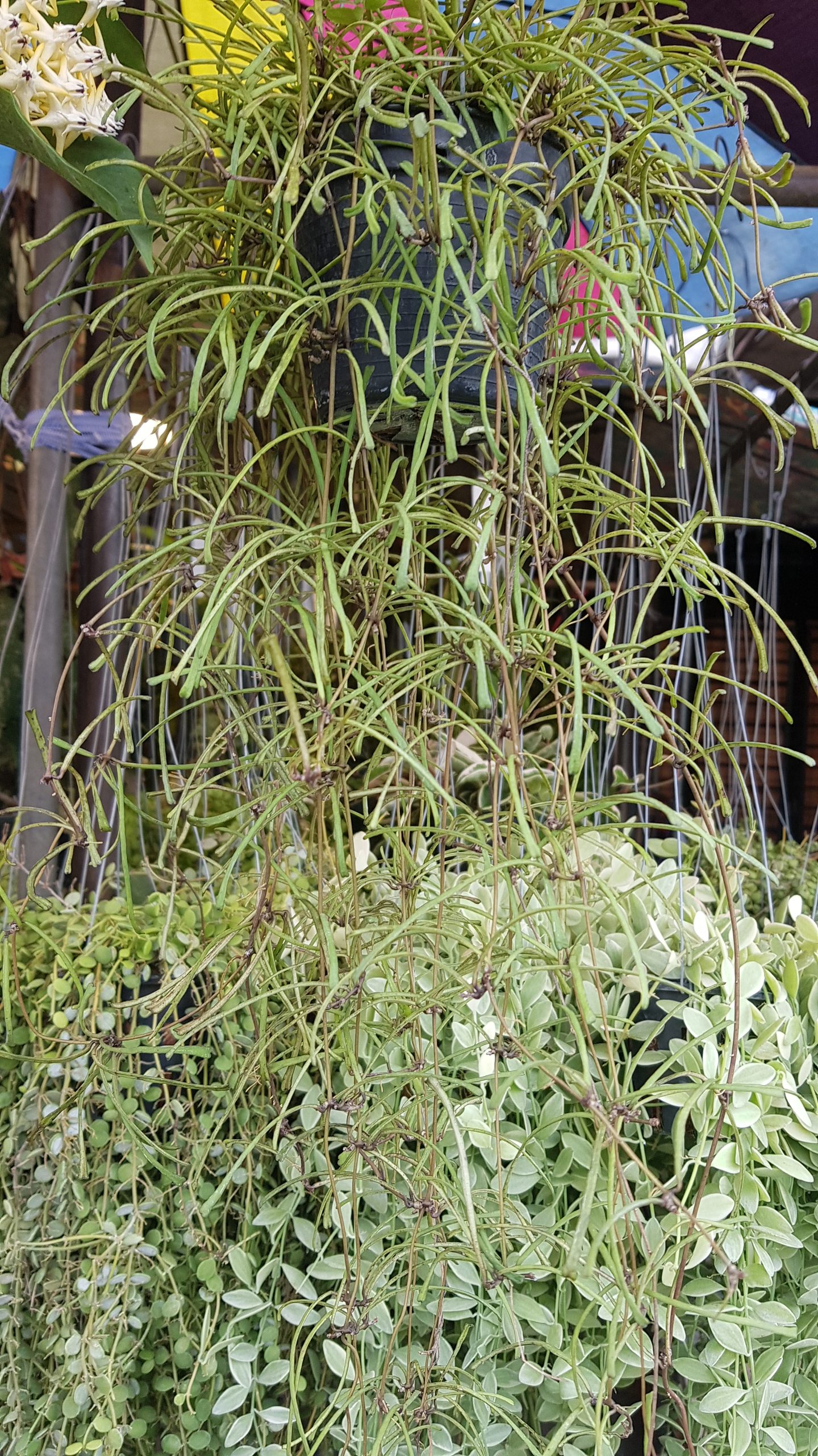Hoya retusa ( rooted cutting ) - Image 2