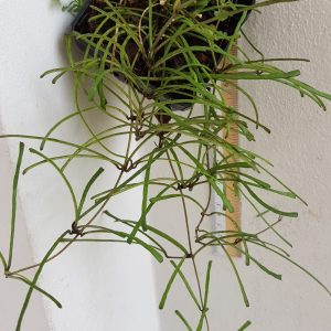 Hoya retusa (large)