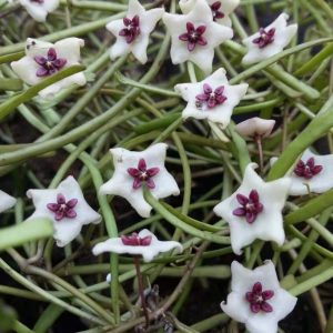 Hoya retusa ( rooted cutting )