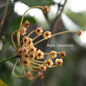 Hoya revoluta (large)